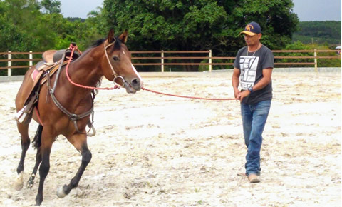 Iniciando Treinamentos